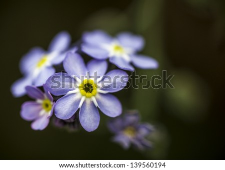 Closeup of a Pretty Blue Purple and Yellow Flower with Dark Green Bokeh Background