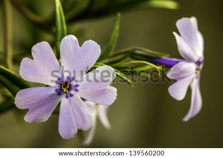 Closeup of a Pretty Pink and Purple Flower with Green Bokeh Background