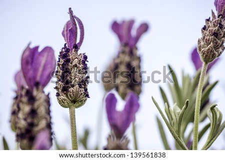 A closeup of a lavender flower with a few other bokeh lavender flowers and blue sky in the background