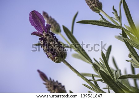 A lavender flower shot at an angle with other out of focus lavender flowers and blue sky in the background