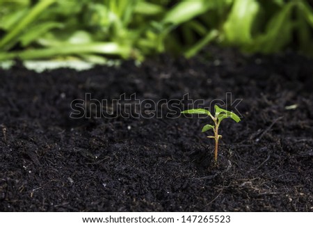 Close up of a new seedling sprouting from the ground