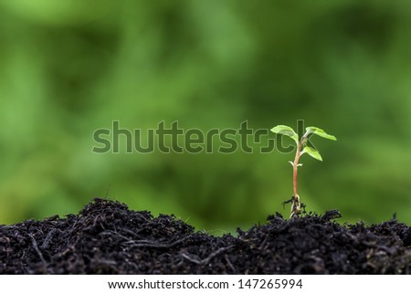 Close up of a new seedling sprouting from the ground with vivid green bokeh background