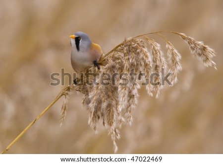 reed bird