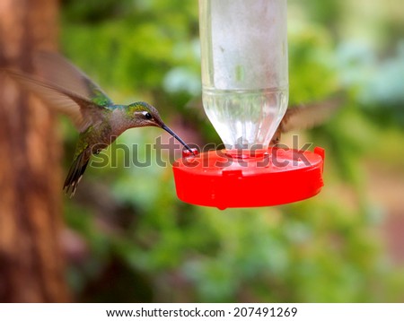 Elusive Female Magnificent Hummingbird