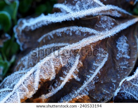 Frosty Veins of Fallen Fig Leaf