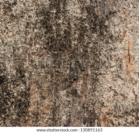Old Wood Tree Texture Background Pattern .Detail of tree bark .