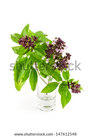 Sweet Basil or Thai Basil isolated on a white background.