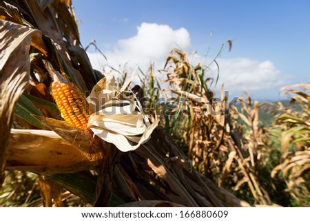 Field corn in the field with blue sky on display for field testing