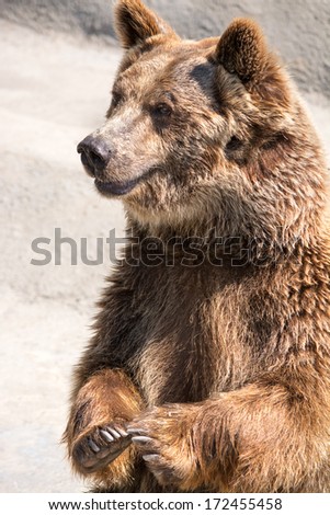 The brown bear (Ursus arctos) is a large bear distributed across much of northern Eurasia and North America.