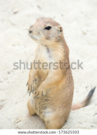 Prairie dogs (genus Cynomys) are burrowing rodents native to the grasslands of North America.