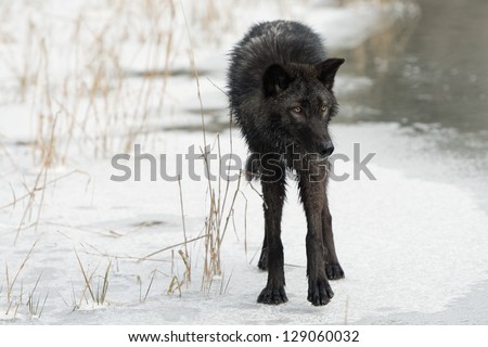 Lone Black Wolf
