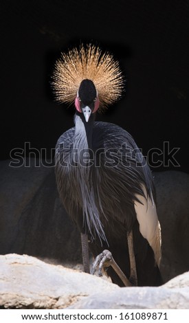 A lone Crowned Crane