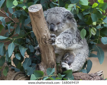Koala Bear and Joey
