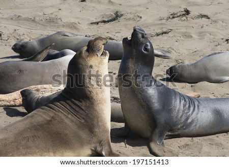 Aggressive adolescent Sea-lion Bulls
