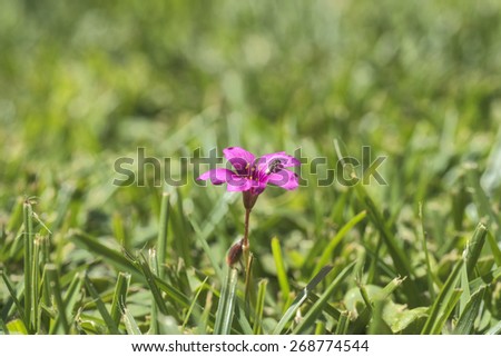 Tiny pink magenta wildflower in the lawn with an insect