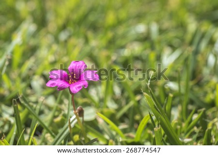 Tiny pink magenta wildflower in the lawn