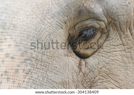 The close up picture to the eye of elephant.