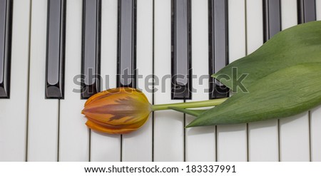 Orange tulip on black and white keys of the piano