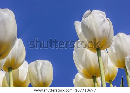 White tulips against a blue sky at the tulip festival in noordoostpolder