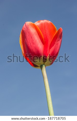 Single red tulip against a blue sky at the tulip festival in noordoostpolder