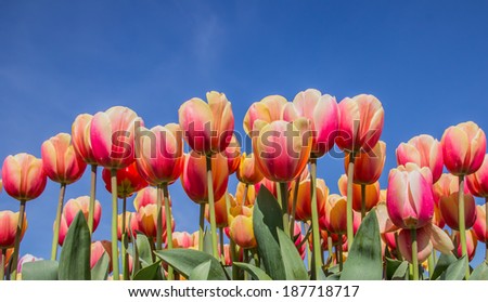 Pink and yellow tulips against a blue sky at the tulip festival in noordoostpolder