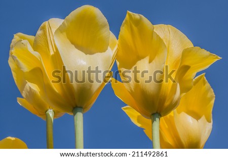 Yellow tulips against a blue sky at the tulip festival in noordoostpolder