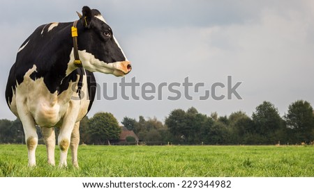 Dutch black and white cow in a grass meadow