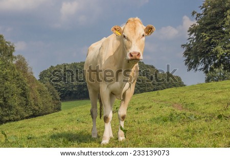French cow Blonde d Aquitaine in a dutch meadow
