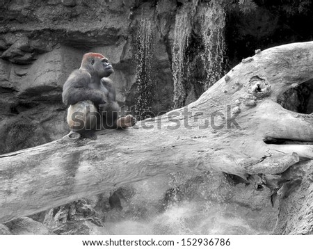 black and white picture of a monkey with a red crest