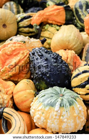 Colorful pumpkins collection on the autumn farmers market