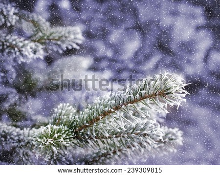 Frozen spruce branches  on fluffy snow. Snow falls