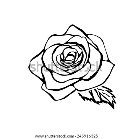 Rose Sketch. Black Outline On White Background. Vector Illustration