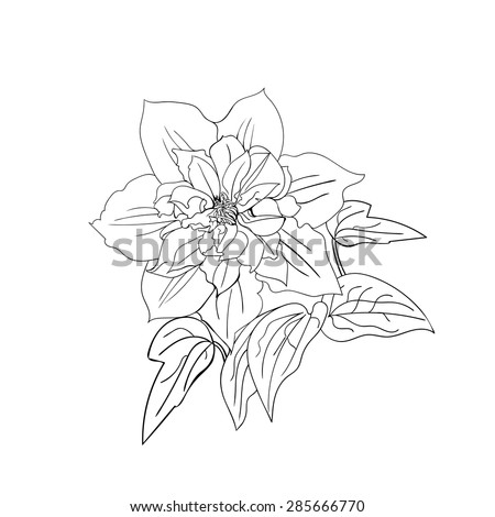 Terry Flower Clematis Sketch Black Outline On White Background Vector Illustration