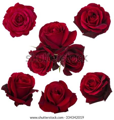 collage of red roses isolated on white background