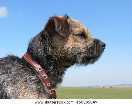 Border Terrier Staring
