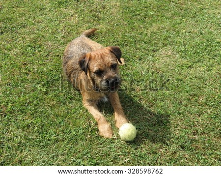 Border Terrier lying on a lawn with a tennis ball