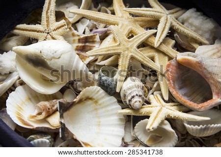 see shells lying together in heap, starfish, diversity of shells. pile of seashells. Boy\'s treasure from vacation