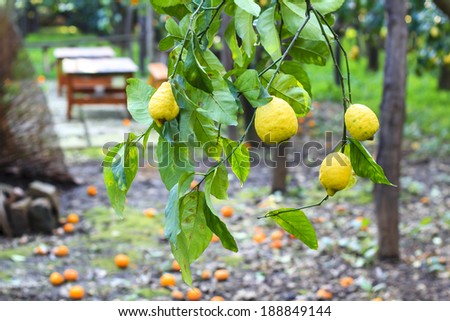 Lemon and oranges orchard in the south of Italy - branch with ripe lemons on the foreground and garden pic-nick table on the blurred background