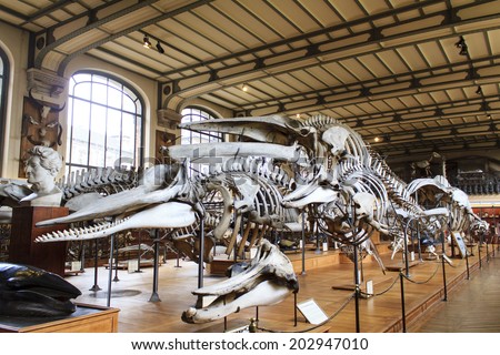 PARIS, FRANCE - MARCH 17 : Skeletons of whales in the National Museum of Natural History Â on March 17th, 2014 in Paris, France