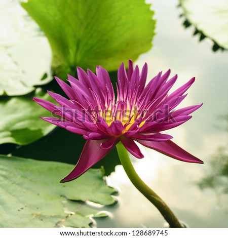 colorful blossom dark pink lotus in pond