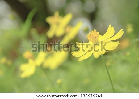 beautiful spring yellow flower in warm field.