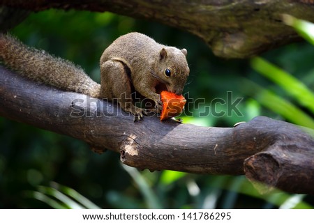 Squirrel eating papaya on tree branches