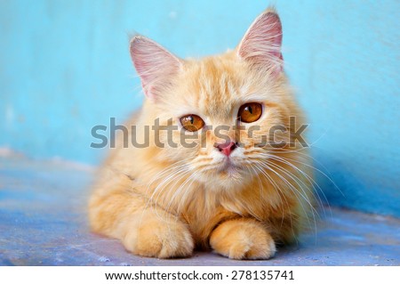 Orange little cat on the isolated background