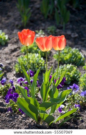 A trio of red tulips in sunshine.