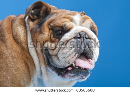 Close-up of French Bulldog, 3 Years old, in front on blue background