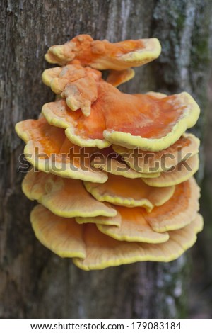 Edible fungus 