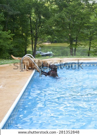 A Golden Labrador and Chocolate Labrador playing tug of war with a toy in a swimming pool.
