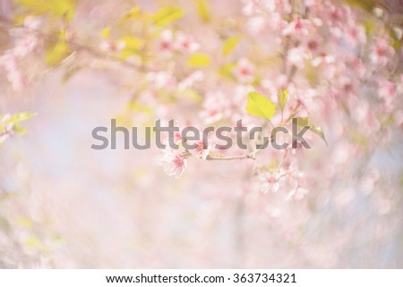 spring sakura pink flower color toned abstract nature background / Spring flowers/Spring Background