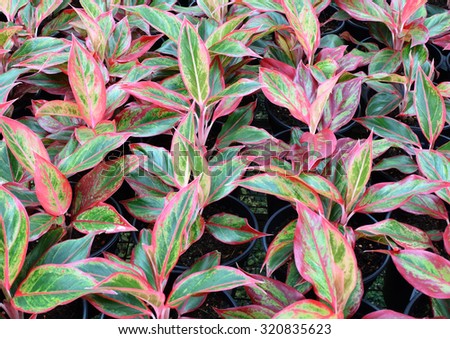 Chinese Evergreen plant or red Aglaonema plant flower with red and green leaves