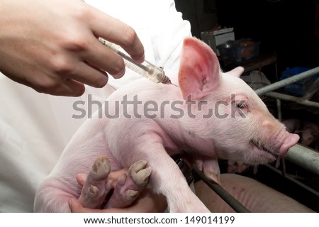 doctor holding swine flu vaccine syringe
